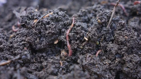 Close up of red earthworms inside fertile organic garden soil 스톡 동영상 279985178
