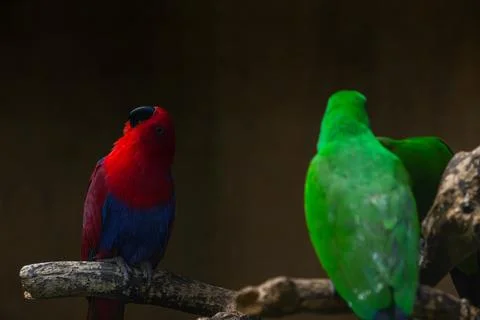 Close up of red eclectus parrot in the park. Males are mostly bright green, f Stock Photos