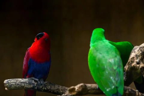 Close up of red eclectus parrot in the park. Males are mostly bright green,.. Stock Photos