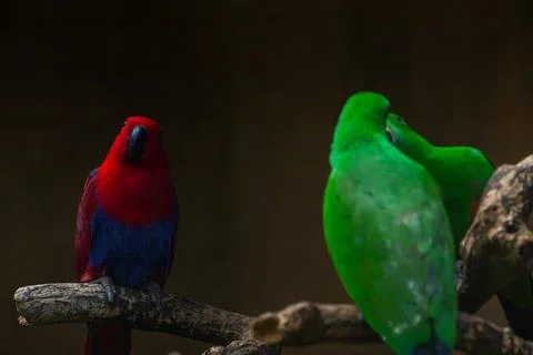 Close up of red eclectus parrot in the park. Males are mostly bright green,.. Stock Photos