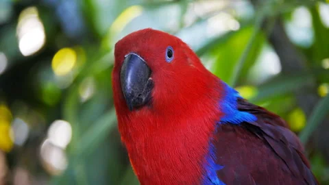 Close up of a red eclectus parrot perched on Stock Footage 134219156