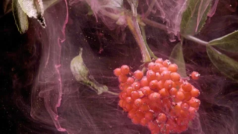 Close-up red elderberry cluster enveloped by translucent pink ink plumes Stock Footage 339855574