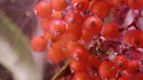 Close-up red elderberry cluster in warm diffused light  Stock-Footage 339854803