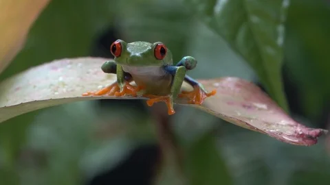 Close up of a red eyed tree frog jumping from a leaf in the jungle in slow Stock Footage