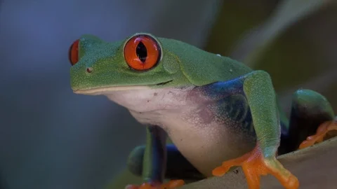 Close up of a red eyed tree frog walking over a leaf in the rainforest. Stock Footage 95213508