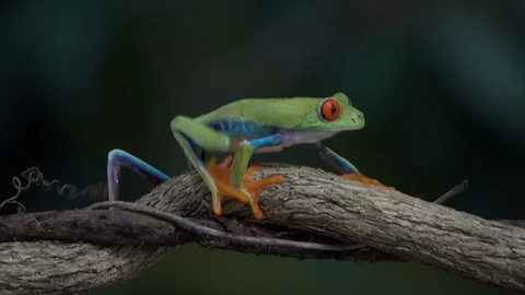 Close up of a red eyed tree frog walking on a tree branch in the rainforest. Stock Footage 95213509