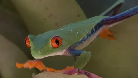 Close up of a red eyed tree frog walking over a leaf in the rainforest. Video stock 95213517