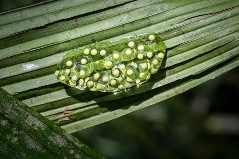 Close up of Red-eyed tree frog (Agalychnis callidryas) eggs laid on a green leaf Stock Photos