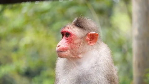 Close up of a red faced monkey in a forest in India Stock Footage 118436334