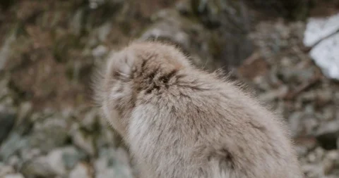 Close up of red faced snow monkey chewing with the wind blowing its fur Stock-Footage 108212945