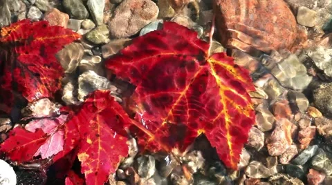 Close up of red fall leaves on lake shore Stock Footage 55014532