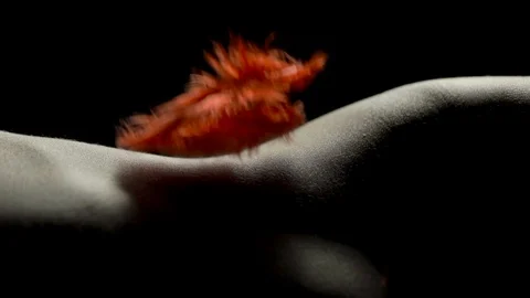 Close-up of red feathers falling on and around a woman's sexy curves Stock Footage 102869356