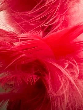 Close up Red Feathers Stock Photos