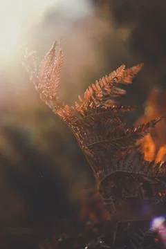 Close up red fern leaf at sunset light concept photo Stock-Fotos