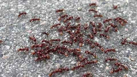 Close-up of red fire ants swarming on concrete pavement Video stock 337886462