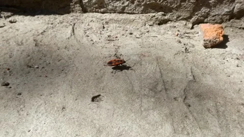 Close up of red firebug crawling on concrete surface in sunlight Stock Footage 334056839
