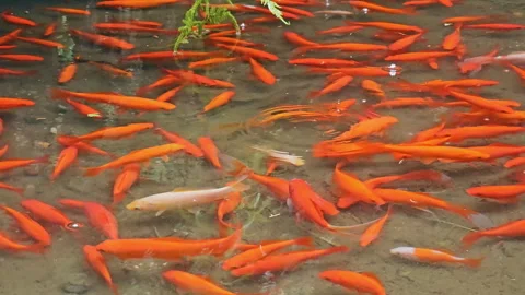 Close up of a red fish in a small pond. Small red fish swim in an artificial Video stock 252429039