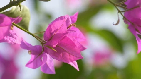 Close up red flower and blue sky Stock Footage 81061224