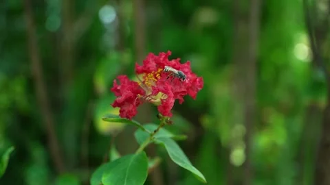 Close-Up of Red Flower with Bee Stock Footage 317472726