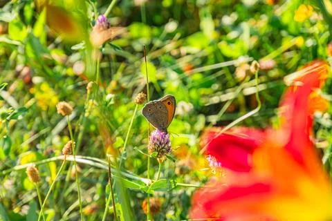 Close-up of red flower cluster, small butterfly on bloom, central European me Stock Photos