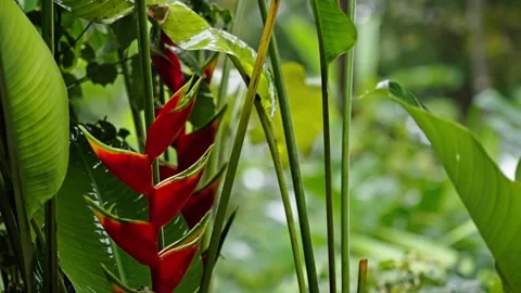 Close up of a red flower during heavy rainfall Stock Footage 266320157