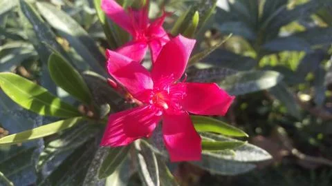 Close-up of red flower with five petals. Floral background Stock Photos