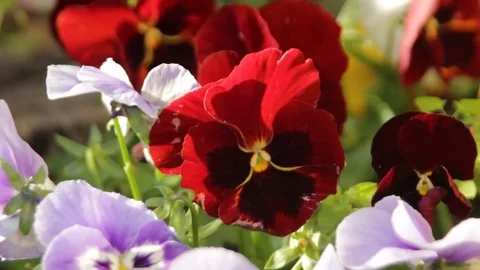 Close up on red flower Stock Footage 75061283