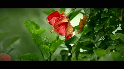 Close up red flower Vídeos de archivo 130488363