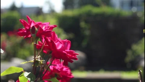 Close up of red flower Stock Footage 304367744