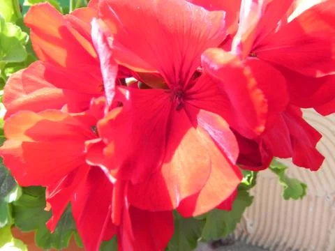 Close red flower Stock Photos