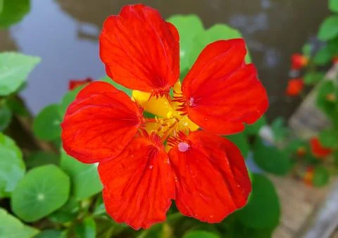 Close up red flower Stock Photos