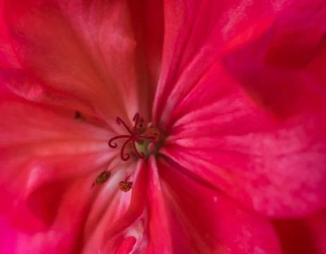 Close up of a red flower Stock Photos