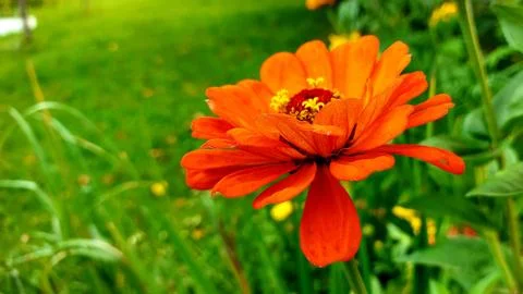 A close up of a red flower Foto stock