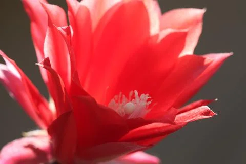 Close-up red flower Stock Photos