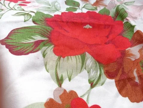 Close up of red flower. Stock Photos