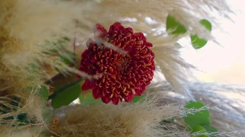 Close-Up of Red Flower on Rustic Wedding Arch Video stock 301759082