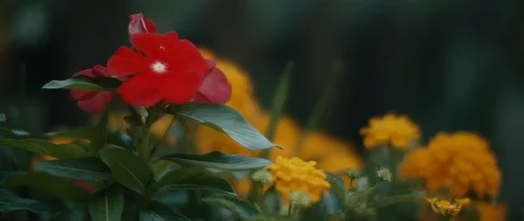 Close up of red flower surrounded by yellow flowers in a garden Stock Footage 121989373