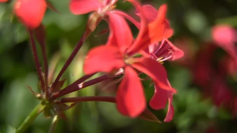 Close-up red flower swaying in the wind. Video stock 93511991