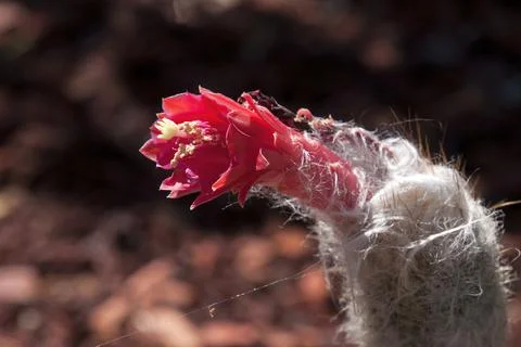 Close up of red flower of  touch cactus in a desert garden Stock Photos