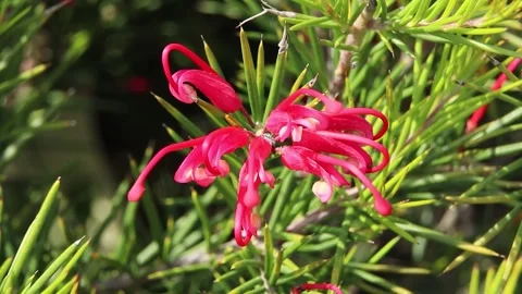 Close-up red flowers between leaves in the woods Stock Footage 321000567