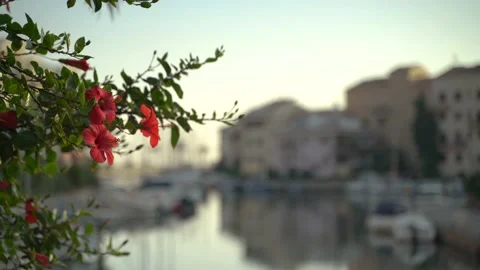 Close up red flowers with blur background of river Video stock 140303007