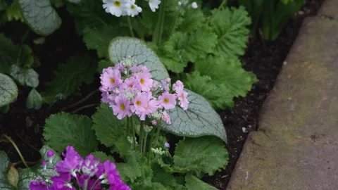 Close up of red flowers Stock Footage 265869988