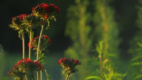 Close up red flowers in the garden. 動画素材 78037815