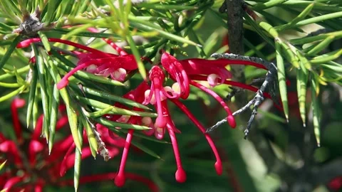 Close-Up Red Flowers In The Nature Stock Footage 321000580