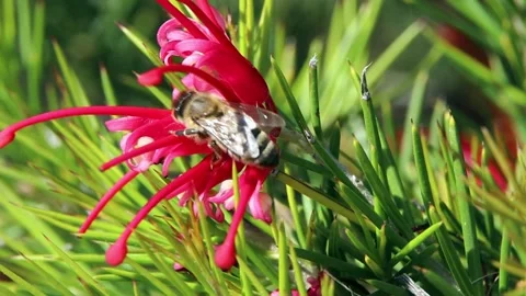 Close-Up Red Flowers In The Nature Stock Footage 321001129