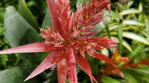 Close up red flowers with pan Stock Footage 277538174