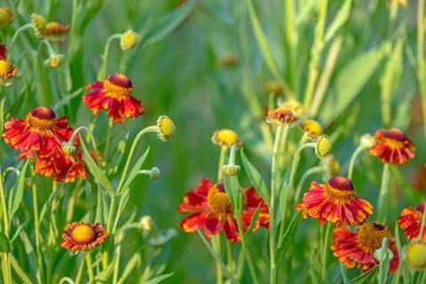 Close up of red flowers Stock Photos