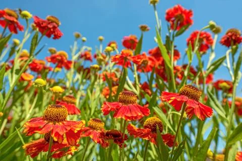 Close up of red flowers Stock Photos