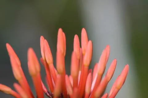 Close up red flowers with selective focus Stock Photos