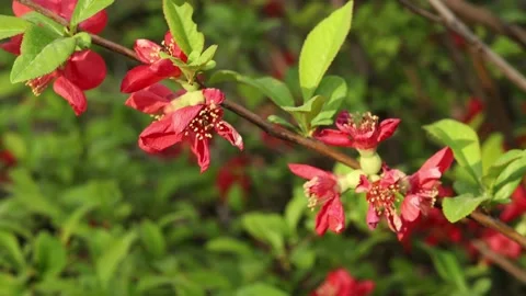 Close-up red flowers of a tree in the garden Video stock 186176355